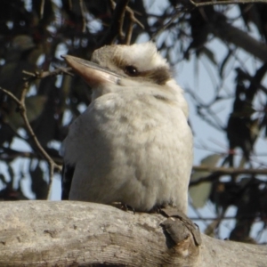 Dacelo novaeguineae at Isaacs Ridge - 19 Aug 2016