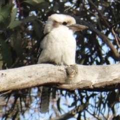 Dacelo novaeguineae at Isaacs Ridge - 19 Aug 2016