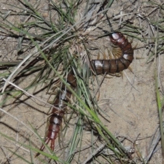 Cormocephalus sp.(genus) (Scolopendrid Centipede) at Paddys River, ACT - 9 Oct 2014 by michaelb