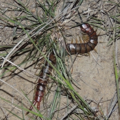 Cormocephalus sp.(genus) (Scolopendrid Centipede) at Pine Island to Point Hut - 9 Oct 2014 by michaelb