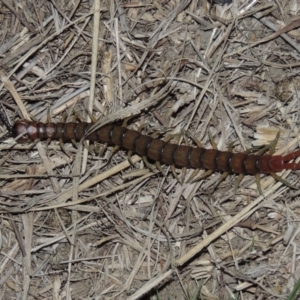 Cormocephalus sp.(genus) at Paddys River, ACT - 9 Oct 2014 09:02 PM