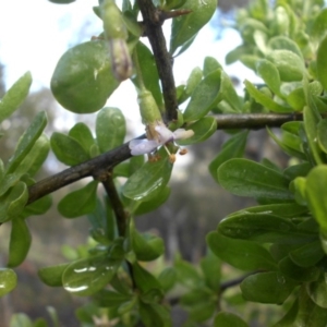 Lycium ferocissimum at Majura, ACT - 20 Aug 2016