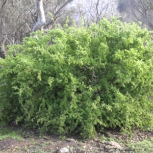 Lycium ferocissimum at Majura, ACT - 20 Aug 2016