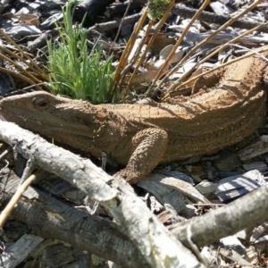 Pogona barbata at Watson, ACT - 19 Aug 2016