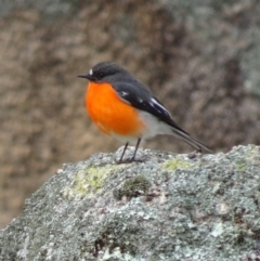 Petroica phoenicea (Flame Robin) at Paddys River, ACT - 20 Aug 2016 by galah681