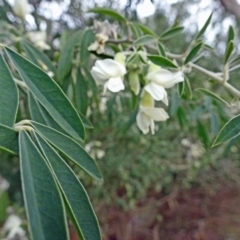 Chamaecytisus palmensis (Tagasaste, Tree Lucerne) at Paddys River, ACT - 20 Aug 2016 by galah681