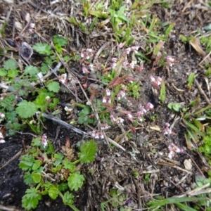 Erophila verna at Paddys River, ACT - 20 Aug 2016 12:31 PM