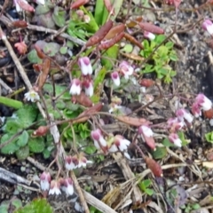 Erophila verna at Paddys River, ACT - 20 Aug 2016 12:31 PM