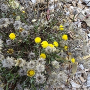 Coronidium gunnianum at Molonglo Valley, ACT - 19 May 2016