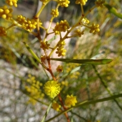 Acacia boormanii (Snowy River Wattle) at Sth Tablelands Ecosystem Park - 18 Aug 2016 by galah681