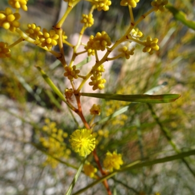 Acacia boormanii (Snowy River Wattle) at Sth Tablelands Ecosystem Park - 18 Aug 2016 by galah681