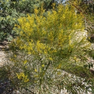 Acacia boormanii at Molonglo Valley, ACT - 18 Aug 2016