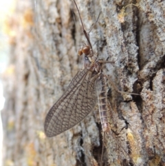 Ephemeroptera (order) (Unidentified Mayfly) at Pollinator-friendly garden Conder - 30 Sep 2015 by michaelb