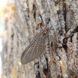 Ephemeroptera (order) at Conder, ACT - 30 Sep 2015