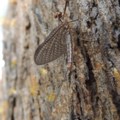 Ephemeroptera (order) at Conder, ACT - 30 Sep 2015