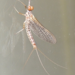 Ephemeroptera (order) (Unidentified Mayfly) at Pollinator-friendly garden Conder - 21 Oct 2015 by michaelb