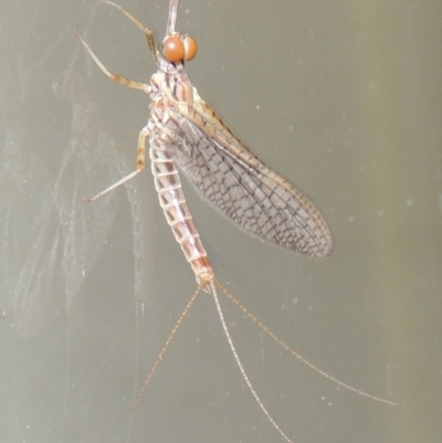 Ephemeroptera (order) (Unidentified Mayfly) at Conder, ACT - 21 Oct 2015 by MichaelBedingfield