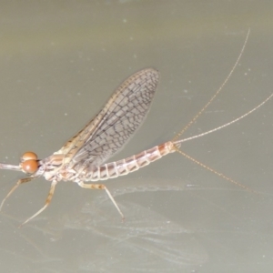 Ephemeroptera (order) at Conder, ACT - 21 Oct 2015