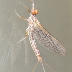 Ephemeroptera (order) at Conder, ACT - 21 Oct 2015 10:27 PM