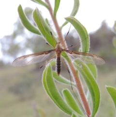 Leptotarsus (Leptotarsus) sp.(genus) (A Crane Fly) at Tennent, ACT - 23 Nov 2014 by michaelb