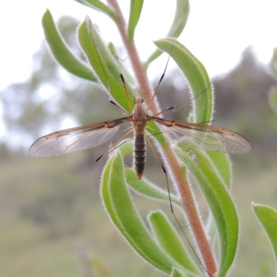 Leptotarsus (Leptotarsus) sp.(genus) (A Crane Fly) at Tennent, ACT - 23 Nov 2014 by michaelb