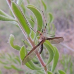 Leptotarsus (Leptotarsus) sp.(genus) at Tennent, ACT - 23 Nov 2014