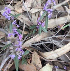 Hovea heterophylla (Common Hovea) at Sutton, NSW - 21 Aug 2016 by CedricBear