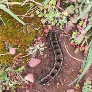 Apina callisto at Sutton, NSW - 21 Aug 2016