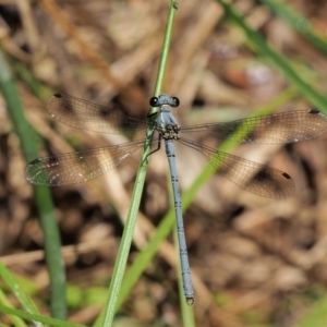 Griseargiolestes intermedius at Cotter River, ACT - 13 Dec 2015