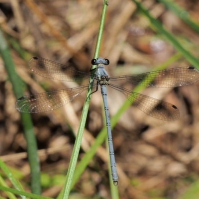 Griseargiolestes intermedius (Alpine Flatwing) at Lower Cotter Catchment - 12 Dec 2015 by KenT