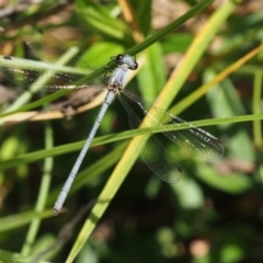 Griseargiolestes intermedius at Cotter River, ACT - 13 Dec 2015 09:27 AM