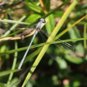 Griseargiolestes intermedius at Cotter River, ACT - 13 Dec 2015