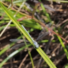 Griseargiolestes intermedius at Cotter River, ACT - 13 Dec 2015