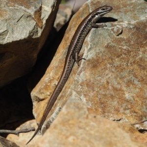 Eulamprus heatwolei at Cotter River, ACT - 16 Sep 2015 12:44 PM