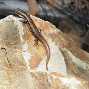 Eulamprus heatwolei at Cotter River, ACT - 16 Sep 2015 12:44 PM