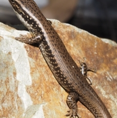 Eulamprus heatwolei at Cotter River, ACT - 16 Sep 2015 12:44 PM