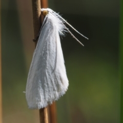 Tipanaea patulella (The White Crambid moth) at Swamp Creek - 8 Nov 2015 by KenT