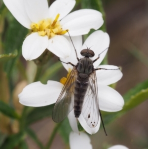 Atherimorpha agathae at Cotter River, ACT - 3 Dec 2015