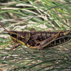 Monistria concinna at Cotter River, ACT - 10 Dec 2015