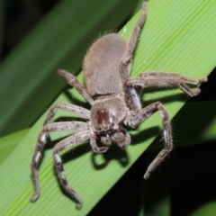 Isopeda sp. (genus) (Huntsman Spider) at Conder, ACT - 3 Apr 2016 by MichaelBedingfield