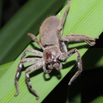 Isopeda sp. (genus) (Huntsman Spider) at Conder, ACT - 3 Apr 2016 by michaelb