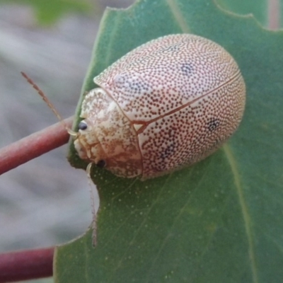 Paropsis atomaria (Eucalyptus leaf beetle) at Paddys River, ACT - 15 Feb 2015 by MichaelBedingfield