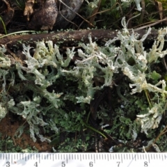 Cladonia sp. (genus) at Cotter River, ACT - 5 Aug 2016