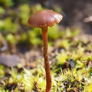 Galerina sp. at Cotter River, ACT - 5 Aug 2016