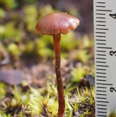 Galerina sp. at Cotter River, ACT - 5 Aug 2016