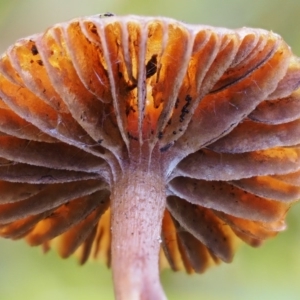 Galerina sp. at Cotter River, ACT - 5 Aug 2016