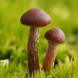 Galerina sp. at Cotter River, ACT - 5 Aug 2016