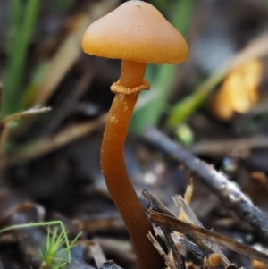 Galerina sp. at Cotter River, ACT - 5 Aug 2016