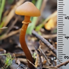 Galerina sp. at Cotter River, ACT - 5 Aug 2016