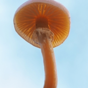 Galerina sp. at Cotter River, ACT - 5 Aug 2016